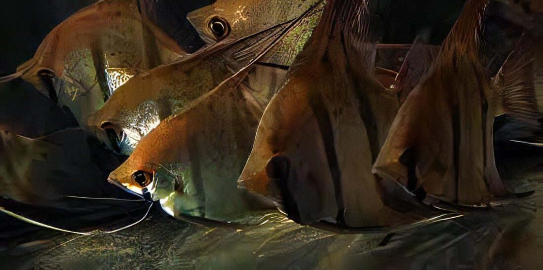Peru Redspot Leopoldi Angelfish Scalare 6cm - Real Aquatics