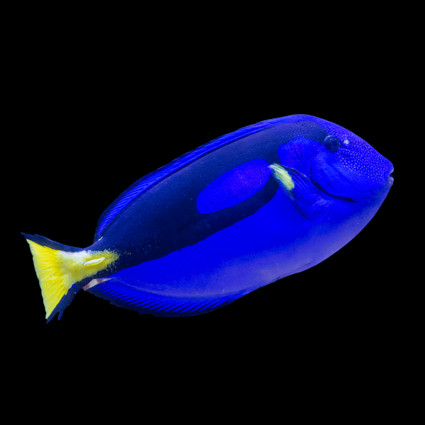 Regal Blue Tang Paracanthurus Hepatus - Real Aquatics