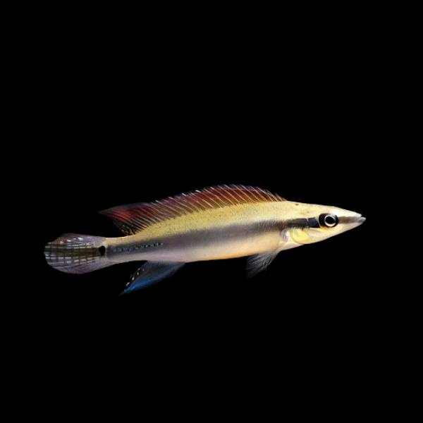 Regans Pike Cichlid Crenicichla Regani Tapajos 5cm - Real Aquatics