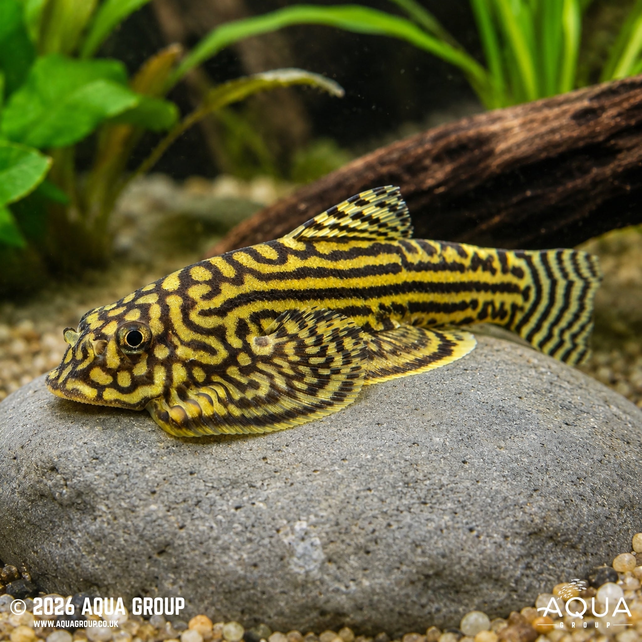 Reticulated Hillstream Loach (Sewellia lineolata)
