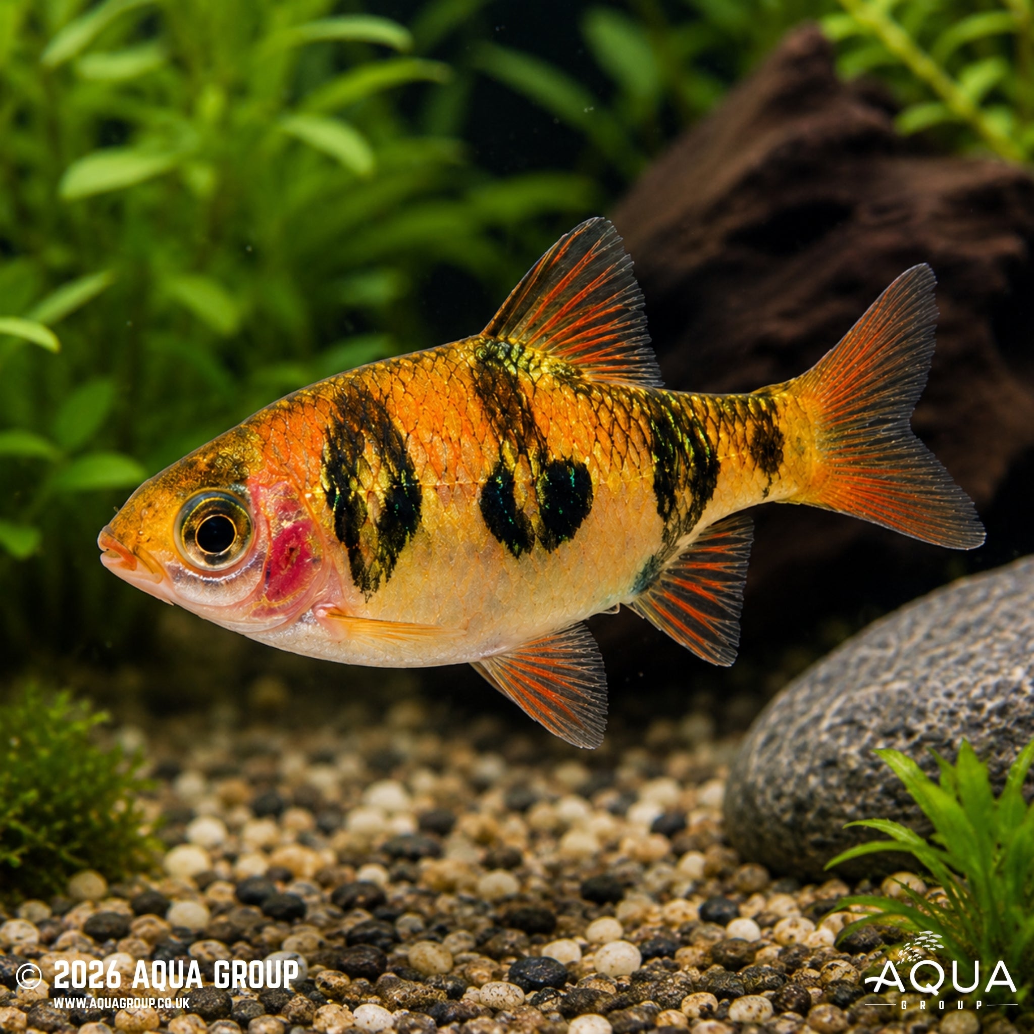 Rhombo Barb (Desmopuntius rhomboocellatus)