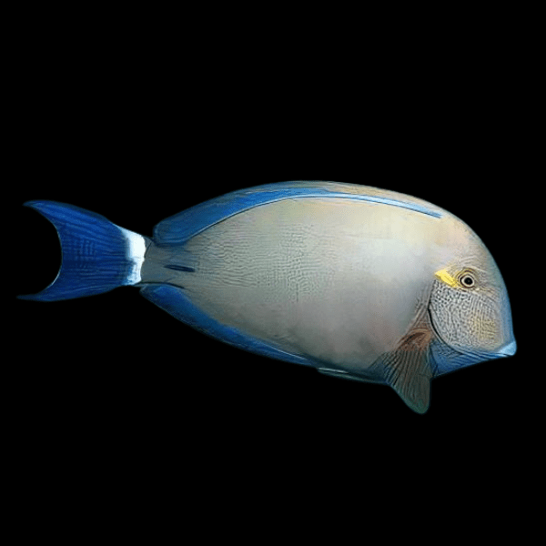 Ring Tail Tang Acanthurus Blochii - Real Aquatics