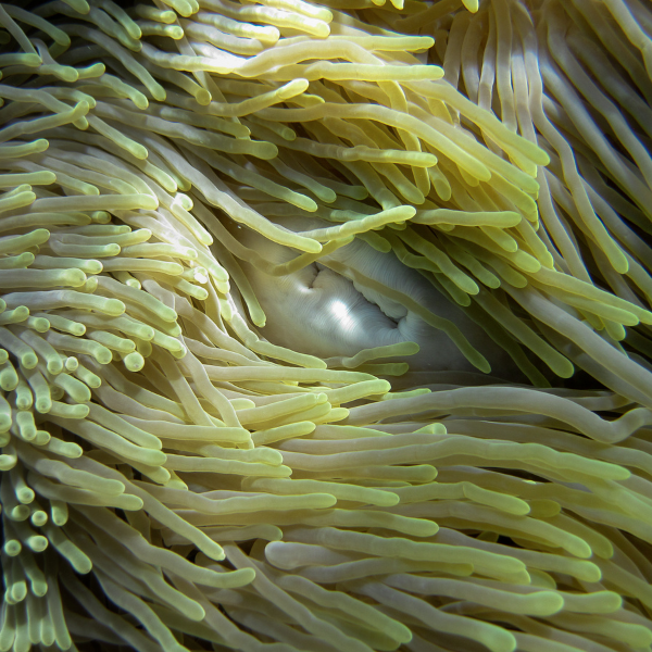 Ritteri Anemone Heteractis Magnifica - Real Aquatics