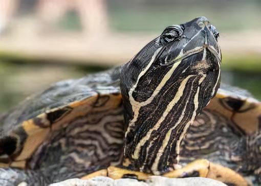 River Cooter Turtle Pseudemys Concinna Juvenile 5cm - Real Aquatics
