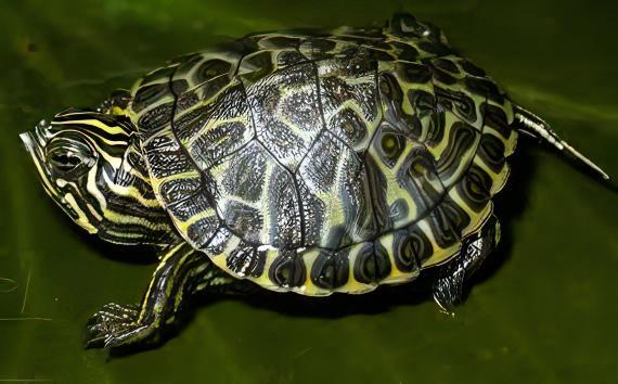 River Cooter Turtle Pseudemys Concinna Juvenile 5cm - Real Aquatics