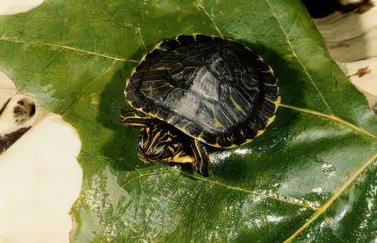 River Cooter Turtle Pseudemys Concinna Juvenile 5cm - Real Aquatics
