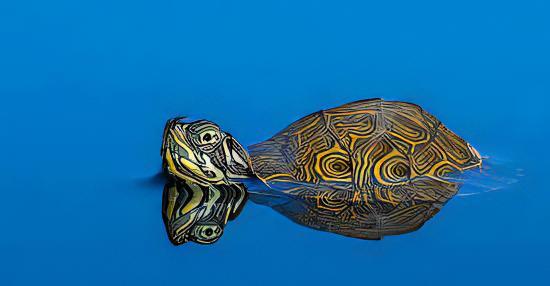 River Cooter Turtle Pseudemys Concinna Juvenile 5cm - Real Aquatics