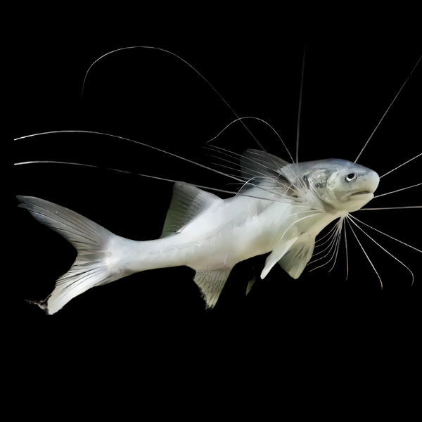 River Threadfin Paradiseus Catfish Polydactylus Macrophthalmus 8cm - Real Aquatics