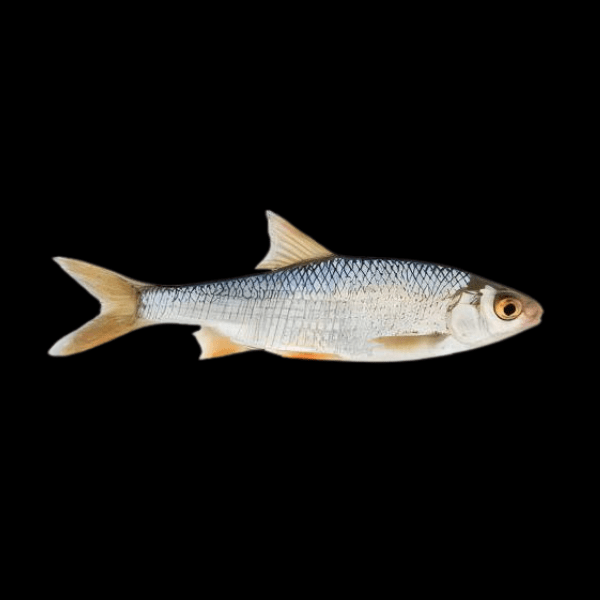 Roach Rutilus Rutilus - Real Aquatics