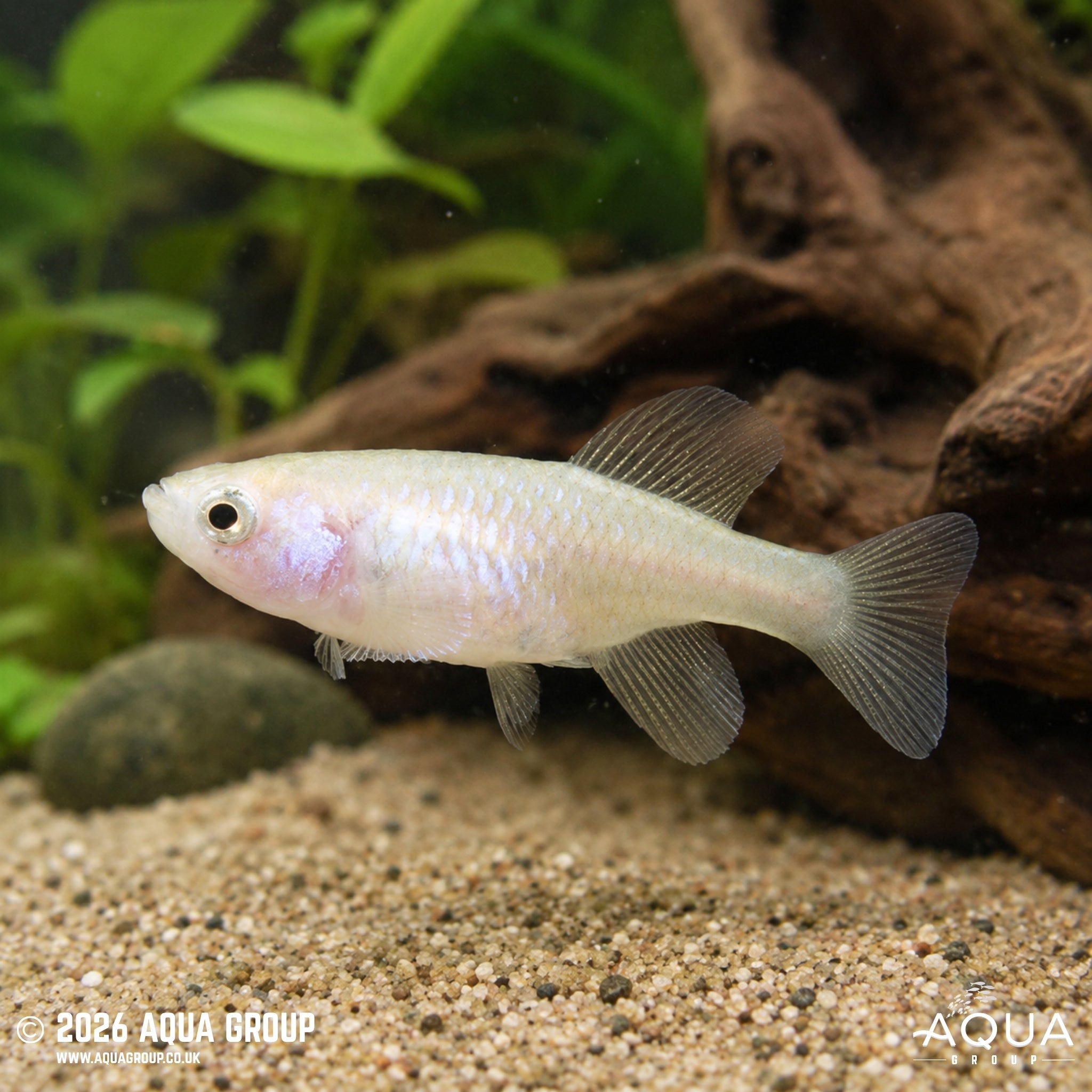 Rachow's Nothobranchius Killifish (Nothobranchius rachovii)