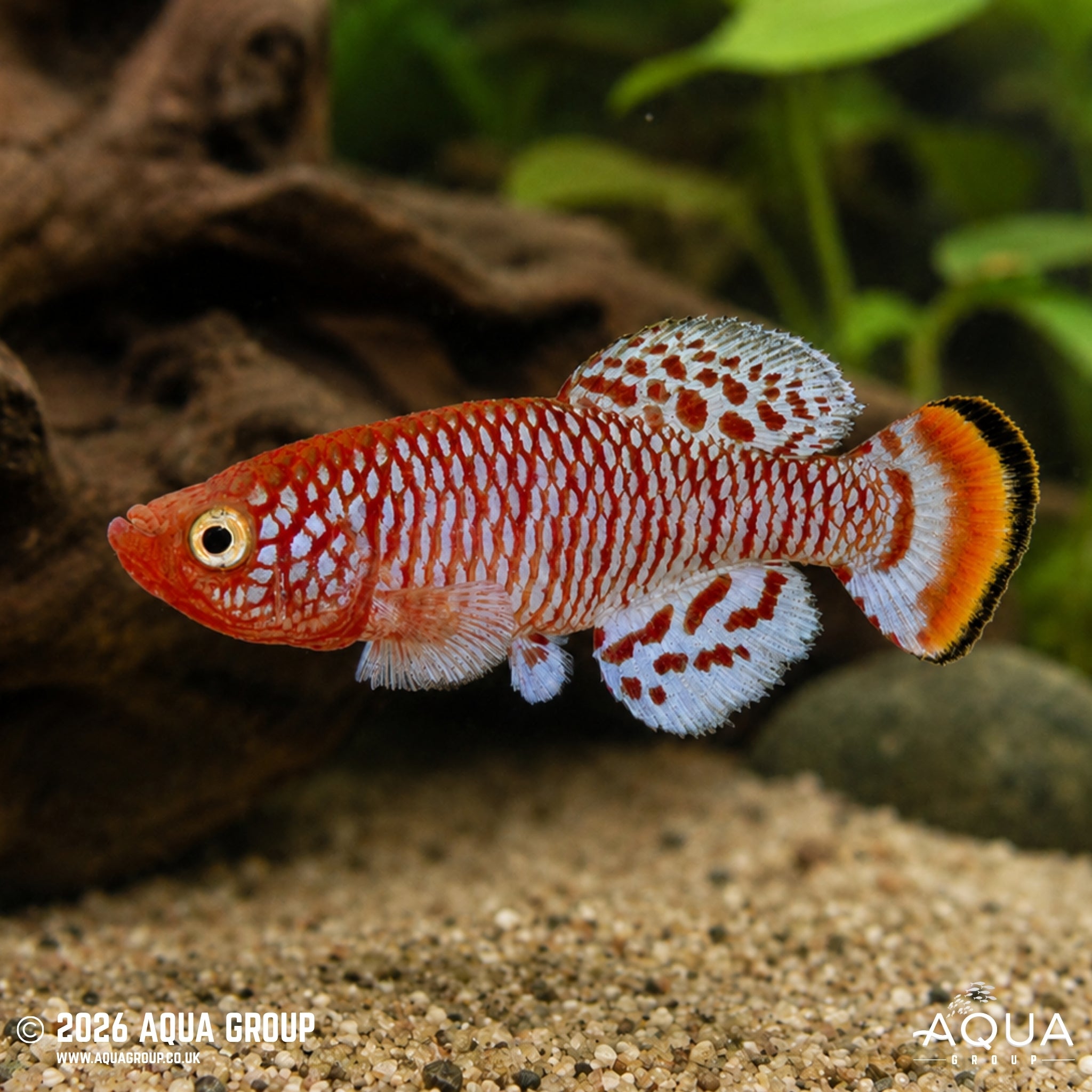 Rachow's Nothobranchius Killifish (Nothobranchius rachovii)
