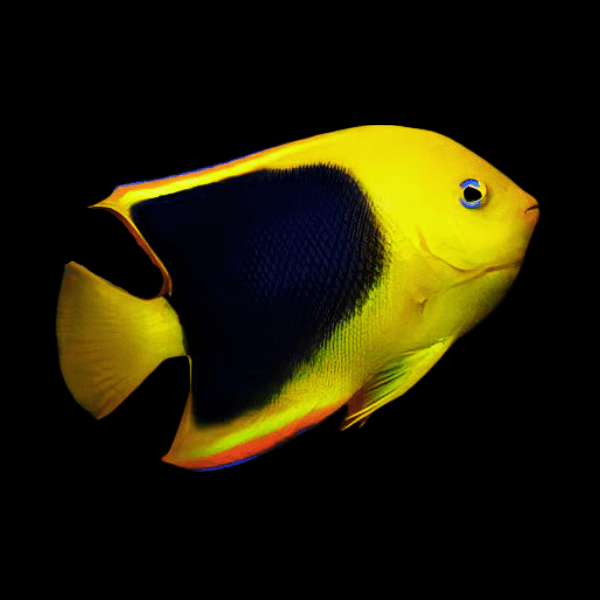 Rock Beauty Angelfish Holacanthus Tricolor - Real Aquatics