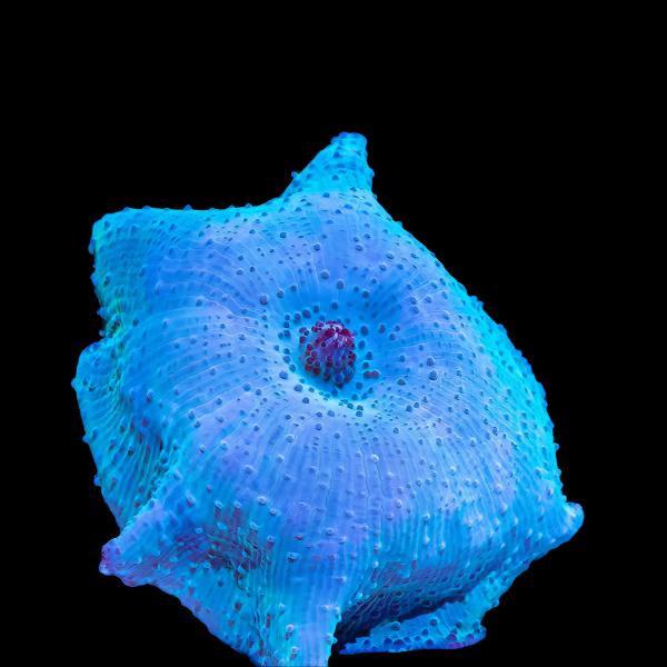 Rock Blue Mushroom Fungiidae Coral Discosoma Sp - Real Aquatics