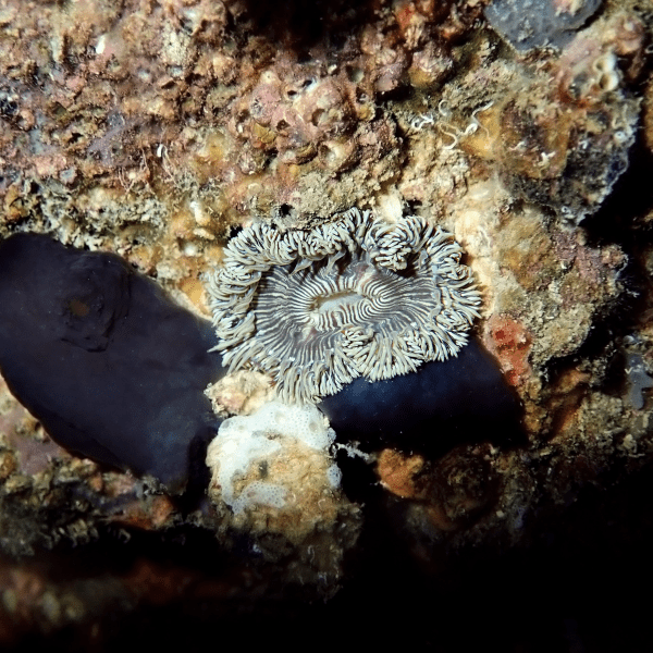 Red Rock Flower Anemone Epicystis Crucifer Small - Real Aquatics
