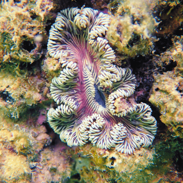 Red Rock Flower Anemone Epicystis Crucifer Small - Real Aquatics