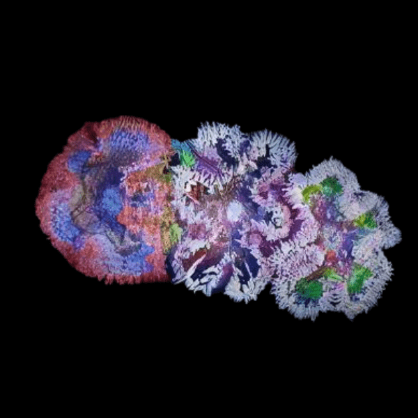 Red Rock Flower Anemone Epicystis Crucifer Small - Real Aquatics