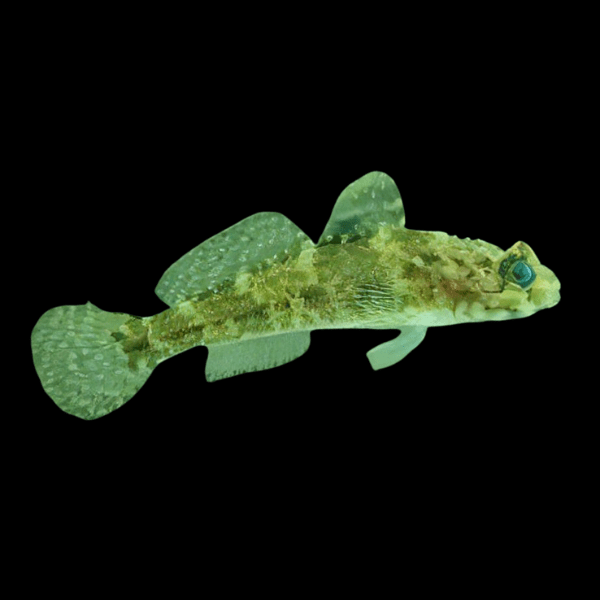 Rock Goby Gobius Paganellus - Real Aquatics