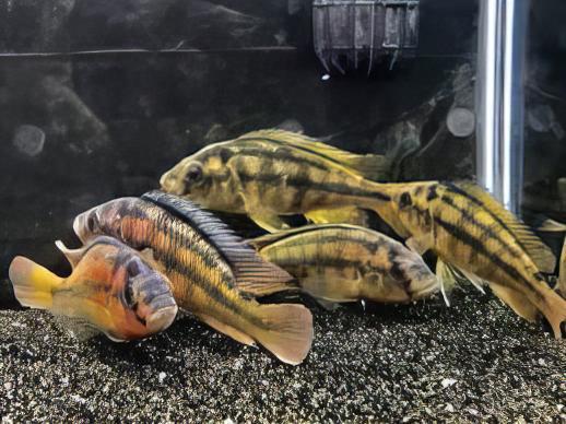 Rock Kribensis Cichlid Paralabidochromis Sauvagei 4cm - Real Aquatics