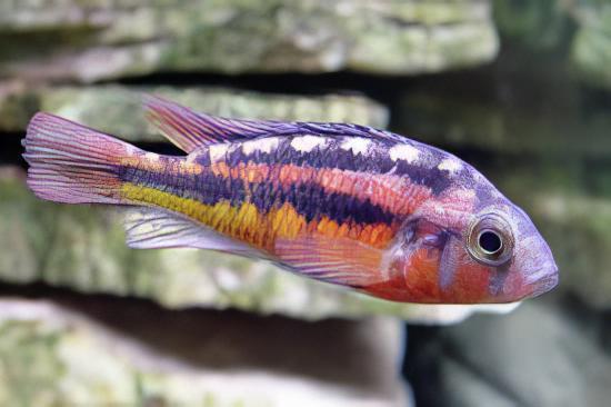 Rock Kribensis Cichlid Paralabidochromis Sauvagei 4cm - Real Aquatics