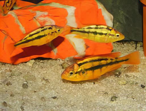 Rock Kribensis Cichlid Paralabidochromis Sauvagei 4cm - Real Aquatics