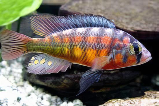 Rock Kribensis Cichlid Paralabidochromis Sauvagei 4cm - Real Aquatics