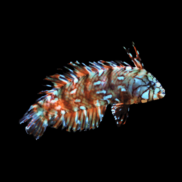 Rock Mover Dragon Wrasse Novaculichthys Taeniourus - Real Aquatics