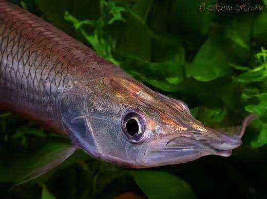 Rocket Gar Ctenolucius Hujeta 5cm - Real Aquatics