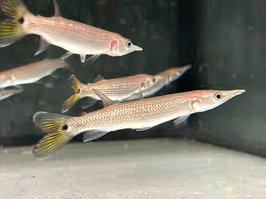 Rocket Gar Ctenolucius Hujeta 5cm - Real Aquatics