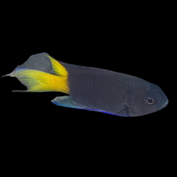 Rocket Tail Damsel Neopomacentrus Azysron - Real Aquatics
