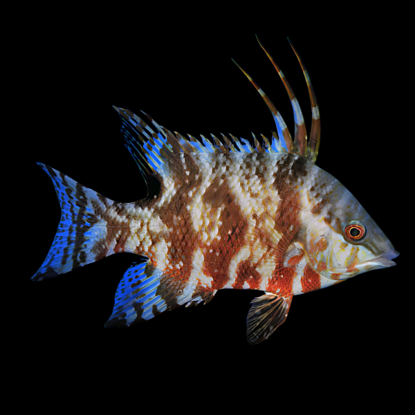 Rooster Hog Fish Lachnolaimus Maximus - Real Aquatics