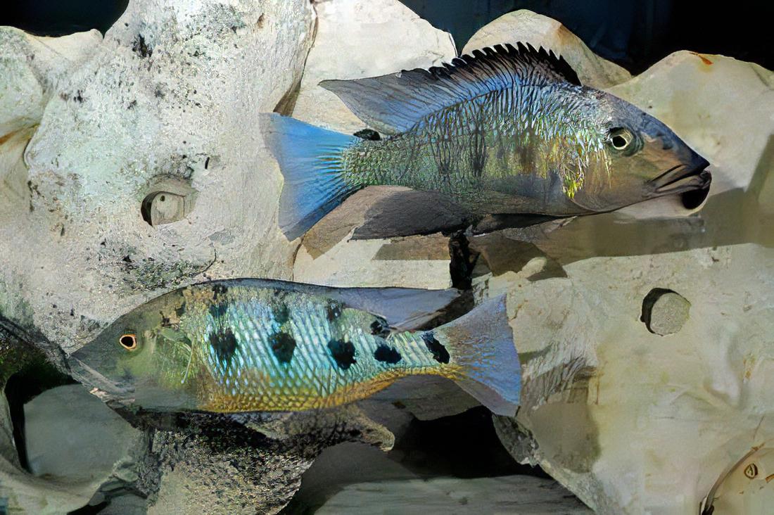 Haplochromis Rostratus Malawi African Cichlid
