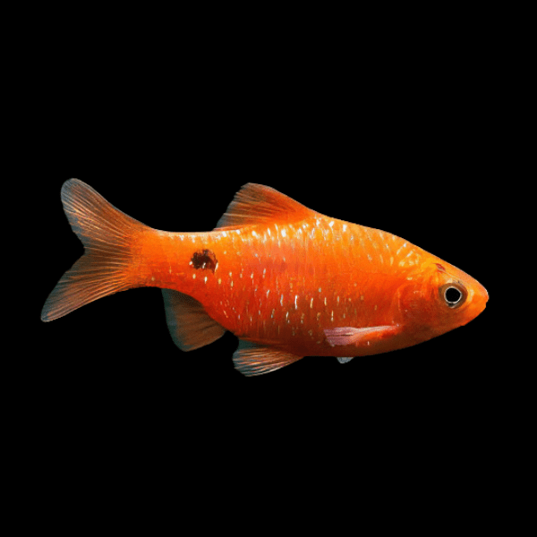 Rosy Barb Pethia Conchonius 4cm - Real Aquatics