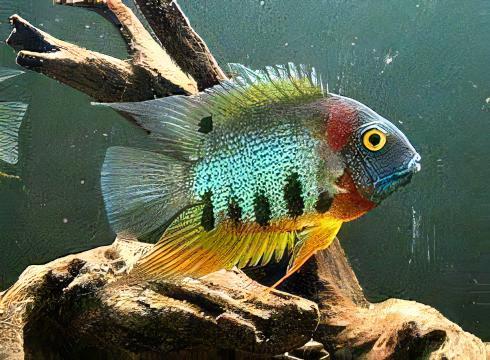 Red Neck Rotkeil Severum Heros Rotkeil 5cm. - Real Aquatics