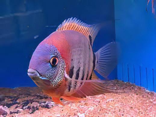 Red Neck Rotkeil Severum Heros Rotkeil 5cm. - Real Aquatics