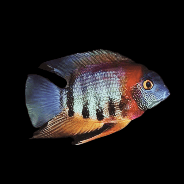 Red Neck Rotkeil Severum Heros Rotkeil 5cm. - Real Aquatics
