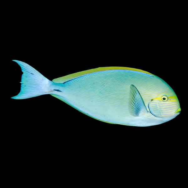 Round Face Tang Acanthurus Mata - Real Aquatics