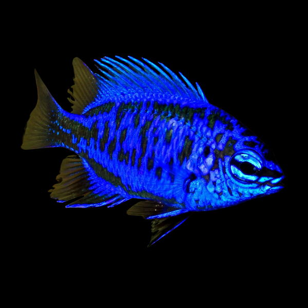 Royal Blue Damsel Chrysiptera Springeri - Real Aquatics