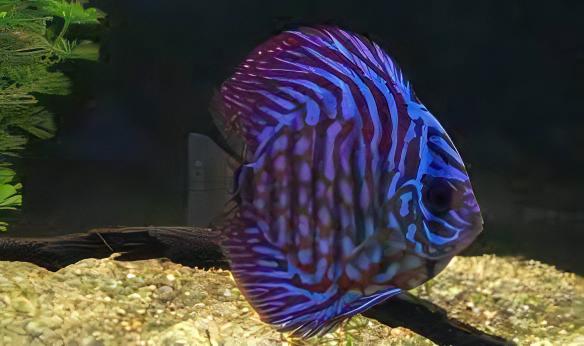 Royal Blue Discus - Real Aquatics