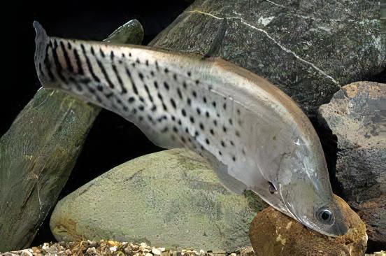 Royal Clown Knife Fish Chitala Blanci 15cm - Real Aquatics