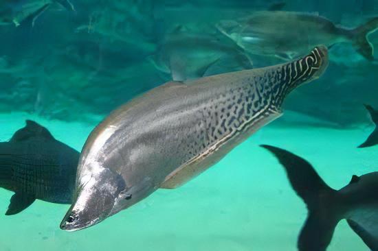 Royal Clown Knife Fish Chitala Blanci 15cm - Real Aquatics