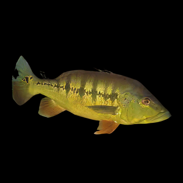Royal Peacock Bass - Real Aquatics