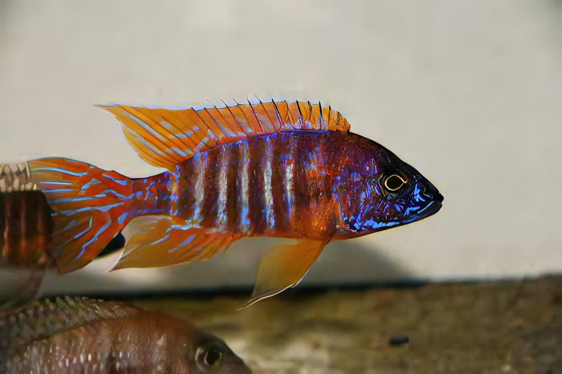 Aulonocara Red Ruby Peacock Malawi African Cichlid