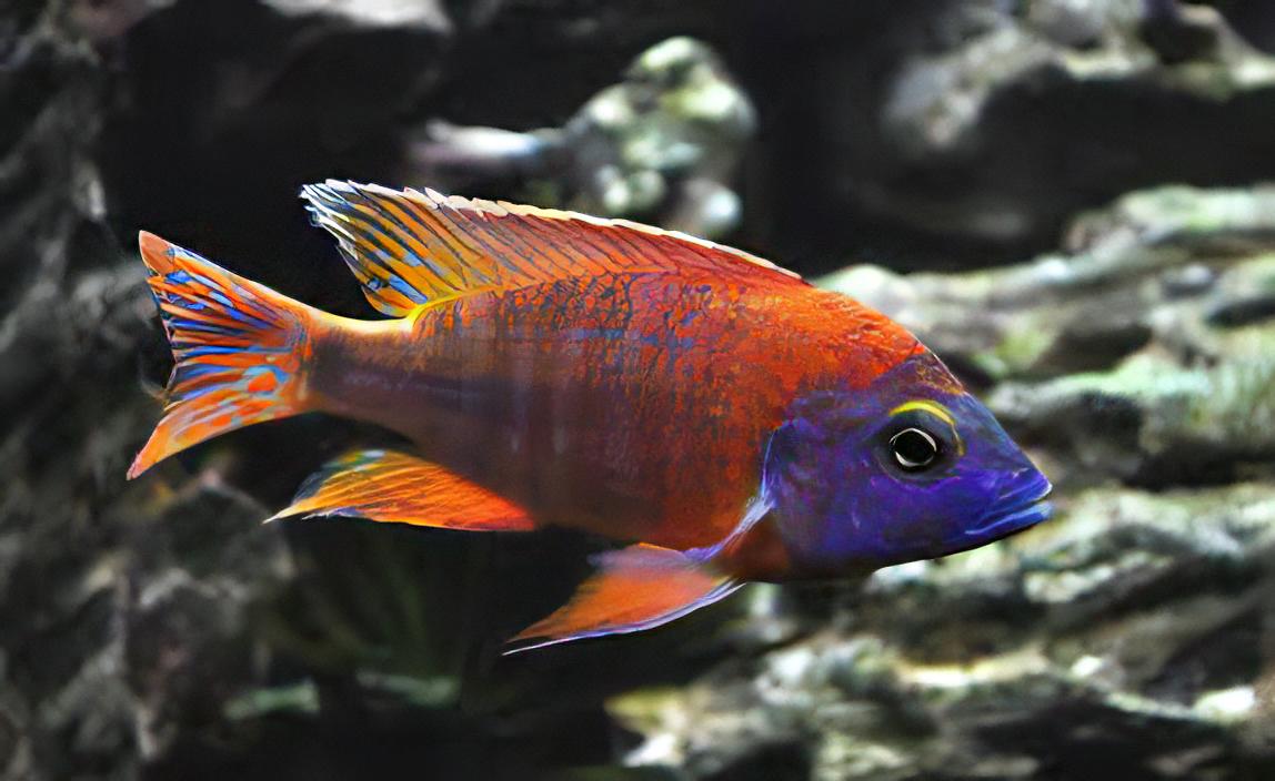 Aulonocara Red Ruby Peacock Malawi African Cichlid