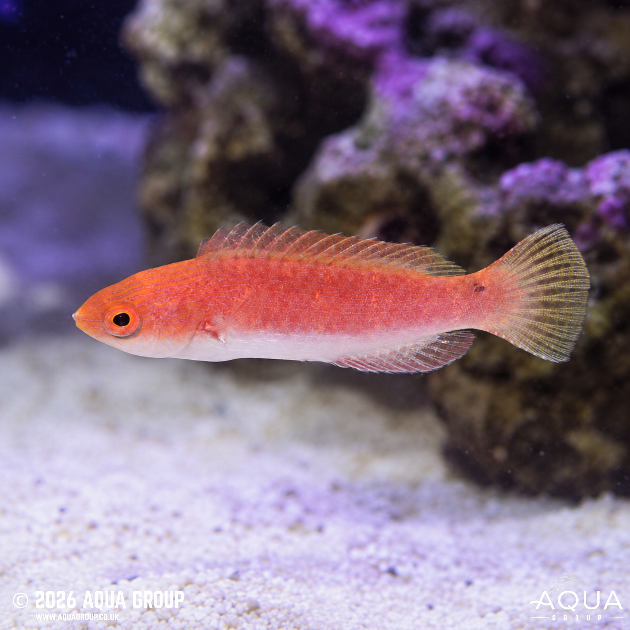 Rubyfin Fairy Wrasse (Cirrhilabrus rubripinnis)