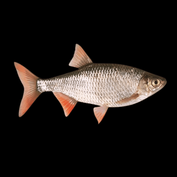 Rudd Scardinius Erythrophthalmus 10cm - Real Aquatics