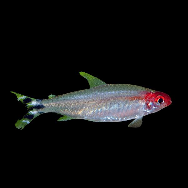 Rummy Nose Tetra Hemigrammus Rhodostomus 2cm - Real Aquatics