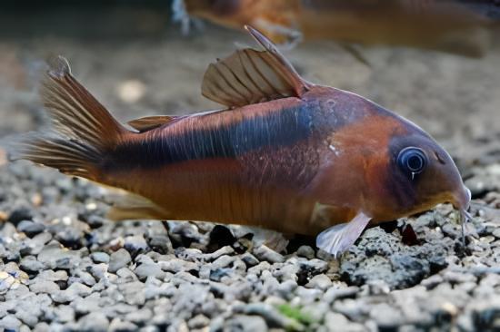 Rusty Corydoras Rabauti 3cm Catfish - Real Aquatics