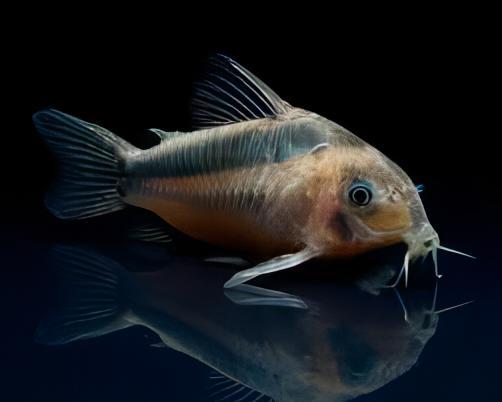 Rusty Corydoras Rabauti 3cm Catfish - Real Aquatics