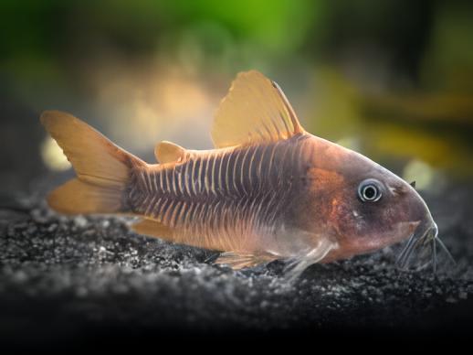 Rusty Corydoras Rabauti 3cm Catfish - Real Aquatics