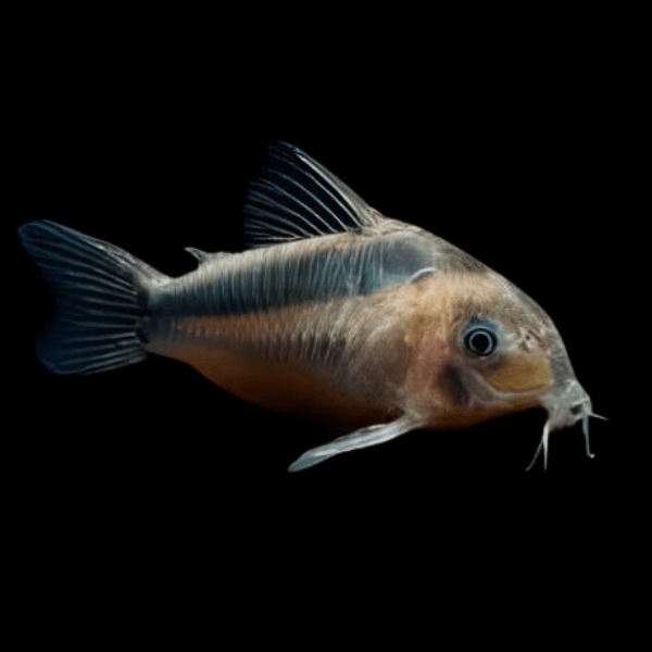 Rusty Corydoras Rabauti 3cm Catfish - Real Aquatics